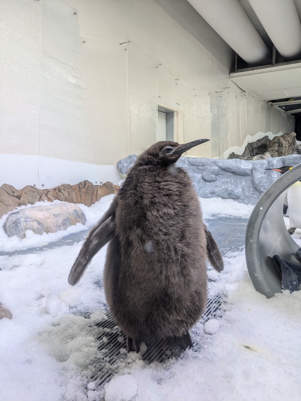 Pesto the Penguin — historical reference