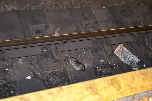 Pizza Rat — historical reference